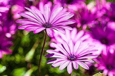 狗狗变身坦克 《重装机犬》公布 “犬用载具风格装备”